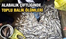 Şiddetli Yağışın Ardından Toplu Balık Ölümleri Yaşandı