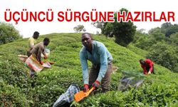 Afrikalı İşçilerden Üçüncü Çay Sürgününe Hazırlık