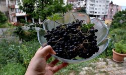 'Süper Meyve' Trabzon'da Üreticilerin Gelir Kapısı Olacak