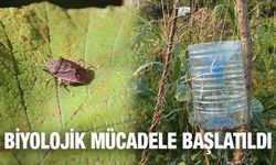 Kahverengi Kokarca Böceğine Damacanalı Önlem