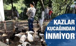 Yetiştirdiği Kazlar Kucağından İnmiyor