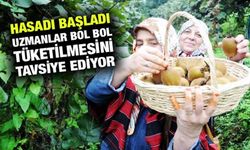 Rize'de Kivi Hasadı Başladı