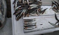 Rize'de 10 Ton Küçük Boy Balığa El Konuldu