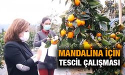 RTEÜ, Rize Mandalinasının Tescil Başvurusunu Yaptı