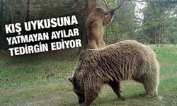 Doğu Karadeniz'de Ayılar Evlere Dadanmaya Başladı