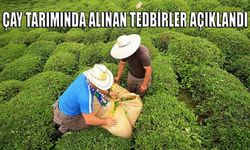 Yaş Çay Üreticileri 30 Nisan'a Kadar Rize'ye Gelebilecek