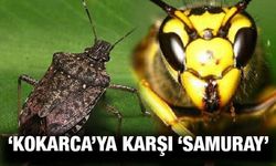 Fındığı Tehdit Eden 'Kahverengi Kokarca' Böceğini 'Samuray Arı' Yok Edecek