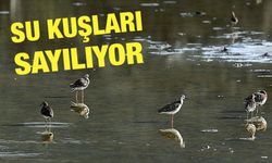Orta ve Doğu Karadeniz'deki Su Kuşları Sayılıyor