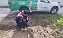 Ayağı Kırılan Yavru Köpeğin Yardımına Jandarma Koştu