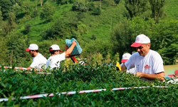 Alim, Çay Üreticilerine Verilecek Destekleme Bedelini Açıkladı