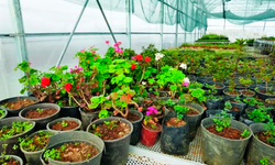 Rize'deki Sera 300 Farklı Tür Bitkiye Ev Sahipliği Yapıyor