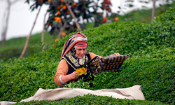 Dünya Çay Üretiminde Türkiye Kaçıncı Sırada?