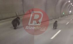 Rize'de Tünele Giren Ayı Kameraya Yansıdı