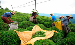 Dünyada Yılda 6 Milyon 398 Bin Ton Çay Üretimi Yapılıyor