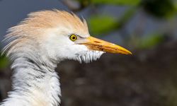 Rize'de Nadir Görülen Kuş Fotoğraflandı
