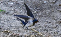 Kızılırmak Deltası'nda 175 Türden 165 Bin Kuş Halkalandı