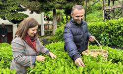 RTEÜ'de Farklı Türde Çay Üretimi Eğitimleri Verildi