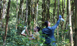 Kuruyan Ormana 'Biyolojik Kontrol Ajan'lı Mücadele Model Oldu 