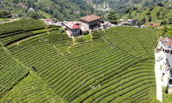 Rize’deki çay bahçesi baklava görünümlü hali ile turistlerin ilgisini çekiyor