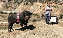 Arenaya Damga Vurdu; Tek Boynuzla Şampiyon 