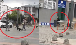 Başıboş Köpekleri Sürükleyerek Toplayan Belediye Görevlilerine Soruşturma