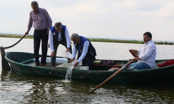 Samsun'da 3 Milyon 200 Bin Yavru Sazan, Su Kaynaklarına Bırakıldı