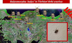 Karadeniz’de ‘Kahverengi Kokarca’ Alarmı