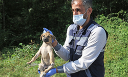 Rize Belediyesi Ekipleri Yaralı Köpeğin Yardımına Koştu