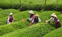 Yaş Çay Üreticilerine 303 Milyon TL Destek