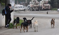 Rize'de Sahipsiz Köpek Sayısı 14 Bine Ulaştı