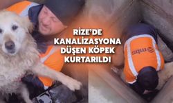 Rize'de Kanalizasyon Bacasına Düşen Köpek Kurtarıldı