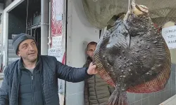 Rize'de Balıkçının Ağına 7 Kilogramlık Kalkan Balığı Takıldı