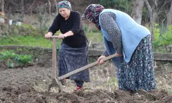 Karadeniz'de Gençler Tarlaya Girmiyor   