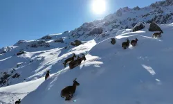 Karlı Arazide Dağ Keçileri Görüntülendi