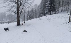 Sakarya'nın Yüksek Kesimlerinde Lapa Lapa Kar Yağıyor