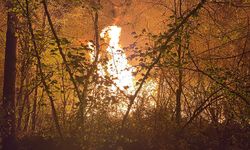 Orman Yangını: 3 Dönüm Arazi Yandı