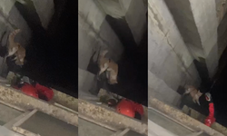 Rize'de Apartman Boşluğuna Düşen Kedi Kurtarıldı