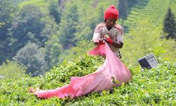 Senegalli işçiler çay hasadında