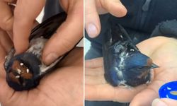 Kalp Masajı Yapılan Kuş Hayata Döndürüldü