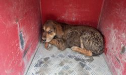 Samandağ'da Çukura Düşen Köpek Kurtarıldı