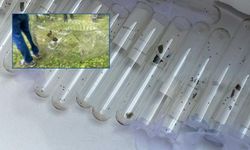 Kahverengi Kokarca İle Mücadele İçin Doğaya Samuray Arıcıkları Salındı