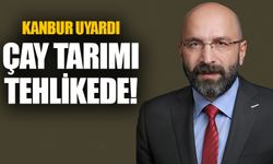 Kanbur Uyardı: Rize'de Çay Tarımı Tehlikede!