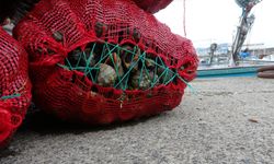 Deniz Salyangozu Balıkçılara Ekonomik Katkı Sağlıyor