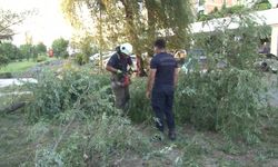 Araçların Üzerine Ağaç Devrildi