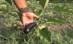 Gençlere Örnek Olmak İçin 25 Dönüm Araziye Patlıcan Dikti