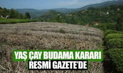 Yaş Çay Budama Kararı Resmi Gazete'de