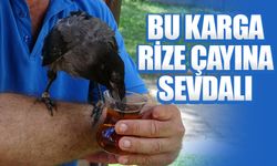 Karga, Rize çayı dışında bir şey içmiyor