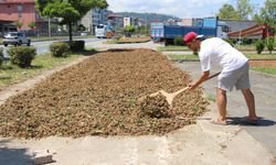 Karadeniz Sahil Yolu Fındıkçılar İçin Harman Yeri Oldu