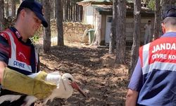 Konya'da Yaralı Leylek Tedavi Altına Alındı