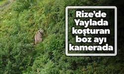 Rize’de Yaylada Koşturan Boz Ayı Dron ile Görüntülendi